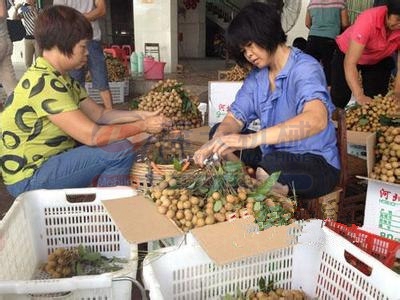 桂圓烘干工藝解決方案